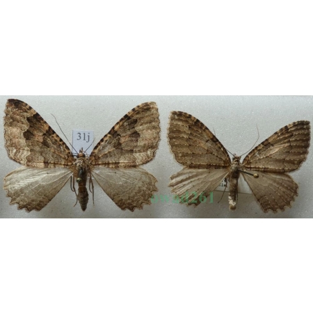 Triphosa dubitata (Linnaeus, 1758) pair Paśnik jaskiniowiec Czech31j